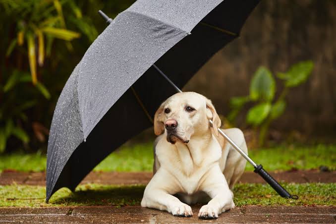 Yağmur altında kalan köpeği kazağını çıkarıp kuruladı